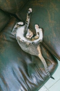 Comme certaines entreprises résolues à mieux recruter, ce chat contorsionné sur un divan fait preuve de flexibilité.